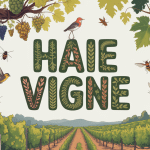 haie vigne bordant une parcelle avec biodiversité
